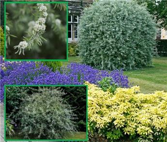 [128018] Pyrus salicifolia Pendula Haute Tige 12 14 Pot C35