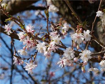 [114453] Prunus subhirtella Pendula Haute Tige 16 18