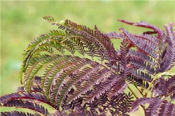 [140331] Albizia julibrissin Summer Chocolate Demi Tige 120 cm Pot C10