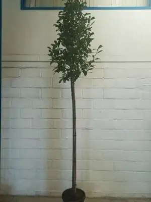 [133148] Prunus laurocerasus Etna Haute Tige 10 12 Pot 