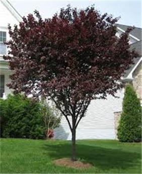 [100995] Prunus cerasifera Pissardii Demi Tige Pot 12 14 xxl