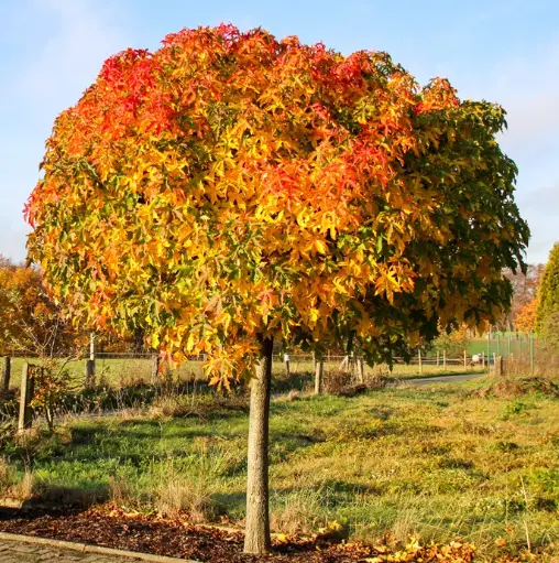 [135991] Liquidambar styraciflua Gumball Haute Tige 180 cm Pot