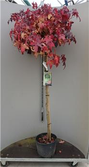 [106940] Liquidambar styraciflua Gumball Demi Tige 08 10 Pot C15 * Tronc 130 cm  * Copalme  d'Amérique en boule*
