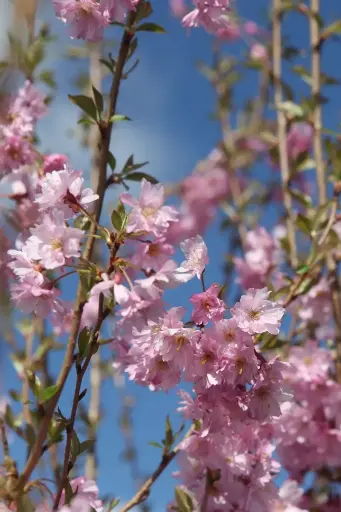 [101037] Prunus subhirtella Fukubana Pot de 25 Litres 150/+cm