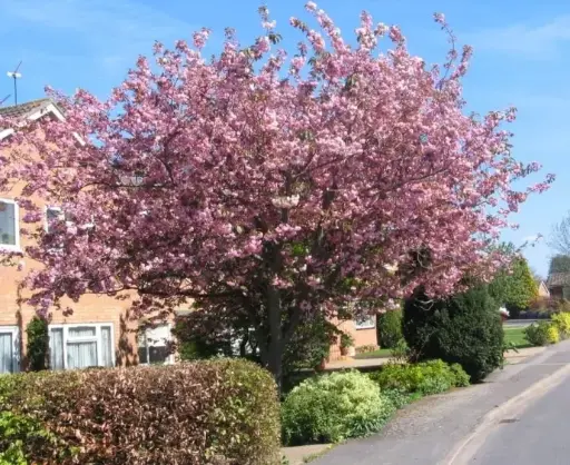 [106796] Prunus serrulata Kanzan Demi Tige motte ou Pot **Cerisier du Japon **