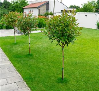 [127036] Photinia fraseri Red Robin Demi Tige Pot P38 * Tronc +/- 80 cm