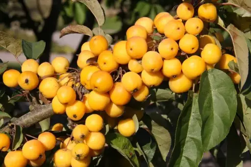 [121705] Malus Golden Hornet Demi Tige Pot