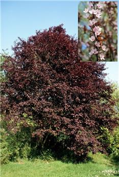 [104108] Prunus cerasifera Nigra (Pissardii) Buisson / mini tige 50 cm Pot C4