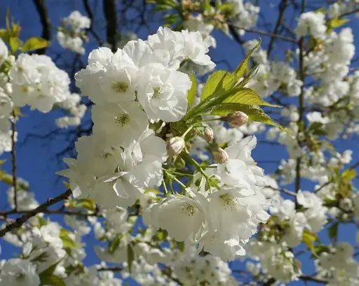 [132953] Prunus serrulata Shirotae Demi Tige 12 14 Pot C15