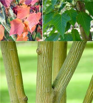 [135855] Acer capillipes Demi Tige 18 20