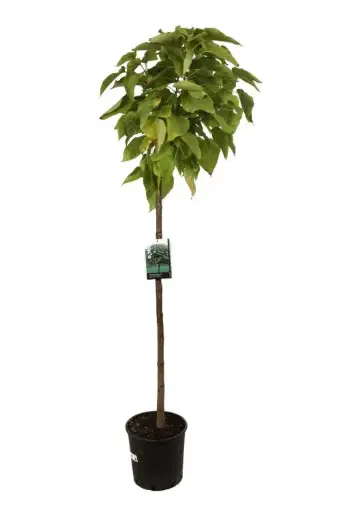 [135997] Catalpa bungei Demi Tige 12 14