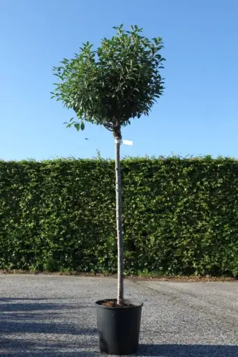 [135752] Prunus eminens Umbraculifera (Globosa) Demi Tige 10 12 Motte Fort