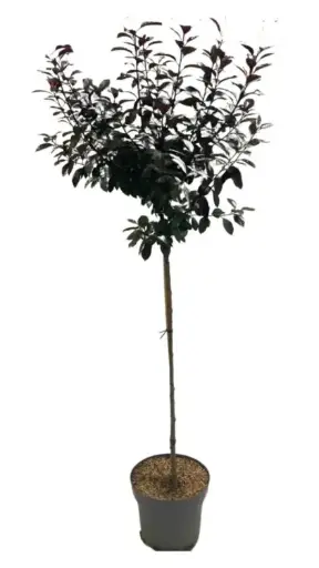 [101029] Prunus cistena tg 80 c5