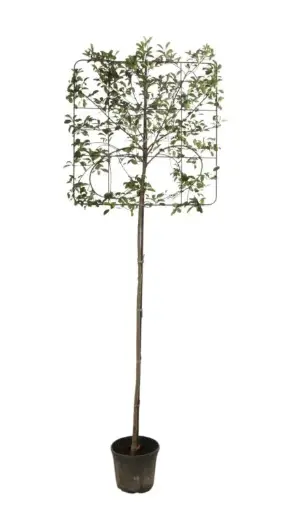 [135907] Photinia fraseri Red Robin Haute Tige Palissé C30l