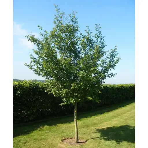 [140477] Carpinus betulus XXXL 25 30 Haute Tige - Charme commun