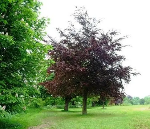 [135786] Fagus sylvatica Purpurea XXXL Haute Tige 20 25 - Hêtre pourpe 