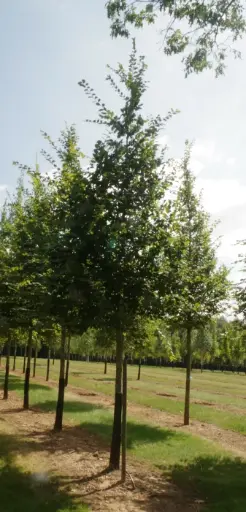 [102454] Carpinus betulus 18 20 Haute Tige Motte. Charme 