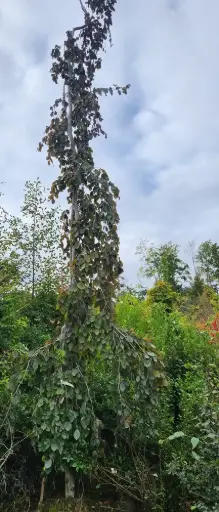 [122328] Fagus sylvatica Purpurea Pendula 400 500 cm Haute Tige 25 30 - Hêtre pourpre.** Pièce exceptionnelle **