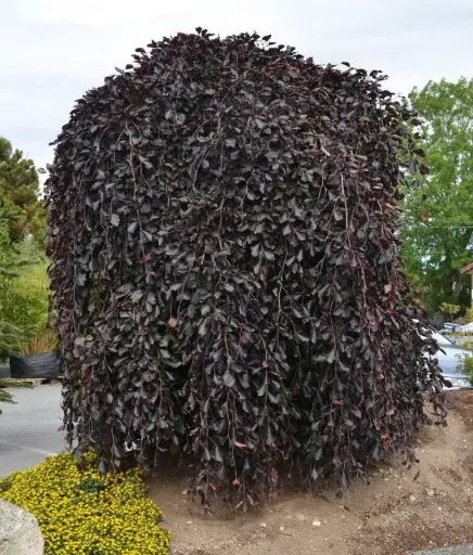 [140565] Fagus sylvatica Purpurea Pendula Parasol Haute Tige 25 30 XXL ** Greffé en tête ** Arbre exceptionnel