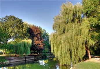 [133151] Salix sepulcralis Chrysocoma Haute Tige 16 18 Pot Fort ** Saule pleureur **