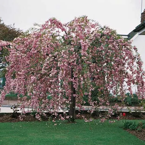 [101026] Prunus serrulata Kiku-Shidare-Zakura Haute Tige 10 12 Motte - Cerisier du Japon pleureur