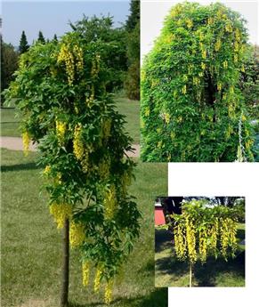 [144756] Laburnum alpinum pendula Tige 120 cm Pot C10Litres