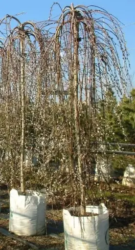 [102467] Salix caprea Kilmarnock Haute Tige tronc +/- 180 cm Pot C7.5L ** Saule pleureur nain **