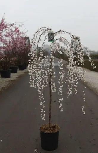[102959] Prunus Snow Fountains Snofozam Demi Tige 10 12 Pot C15 * Tronc 120 cm