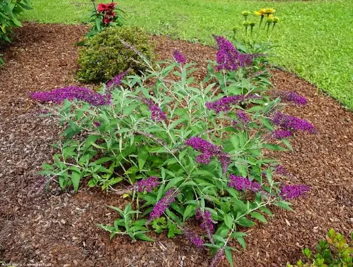 [117142] Buddleja davidii Summer Bird Magenta Pot C3Litres