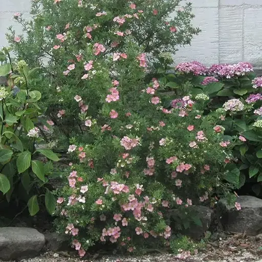 [130353] Potentilla fruticosa Lovely Pink Pot C4