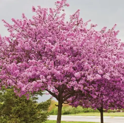 [143561] Cercis chinensis Avondale Haute Tige 180 cm Pot C15 Litres - Arbre de Judée