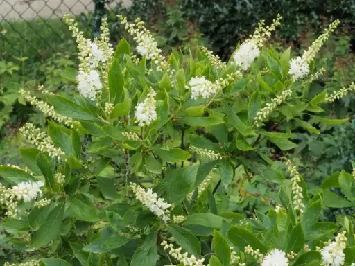 [100702] Clethra alnifolia Pot C3