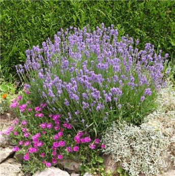 [140058] Lavandula angustifolia Hidcote Pink ou Rosea Pot P9
