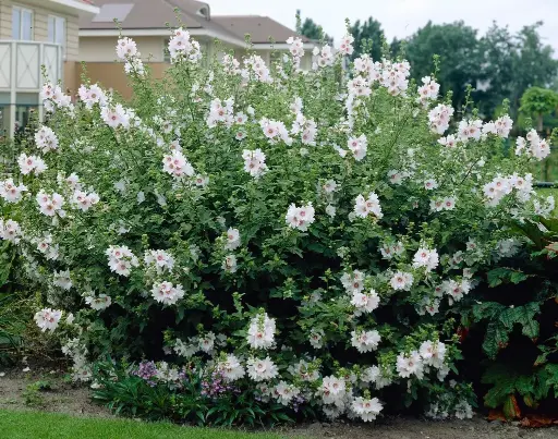 [108787] Lavatera Blushing Bride Pot P19