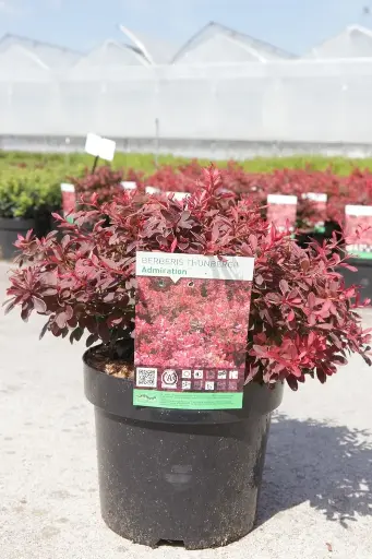 [141525] Berberis thunbergii  Admiration Pot C3.6