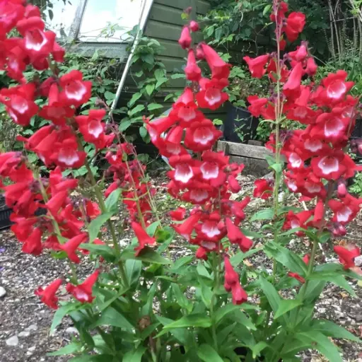[126092] Penstemon Picotee Red Pot P15 cm