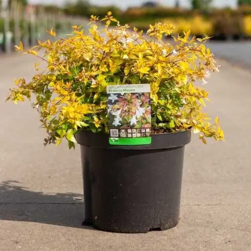 [135130] Abelia grandiflora Francis Mason Pot C3.6Litres