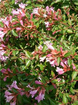 [140362] Abelia grandiflora Edward Goucher pyramide 100 125 Pot C15 ** Plante forte **
