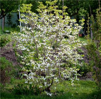 [143023] Cornus kousa Teresa 125 150 Pot C15