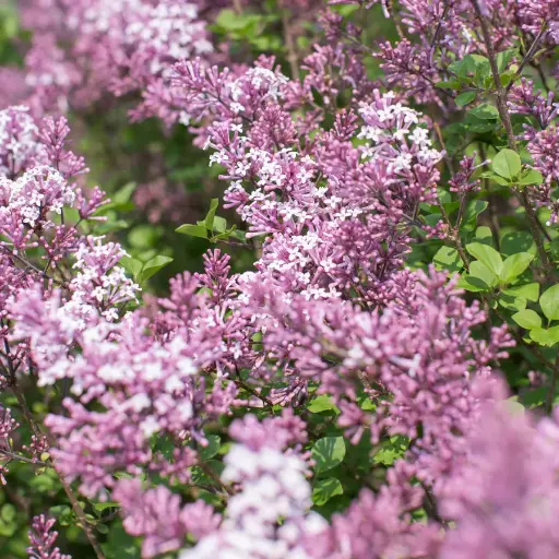 [134323] Syringa Josee 80 100 Pot C7.5