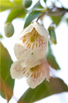 [127794] Halesia carolina 100 125 Pot