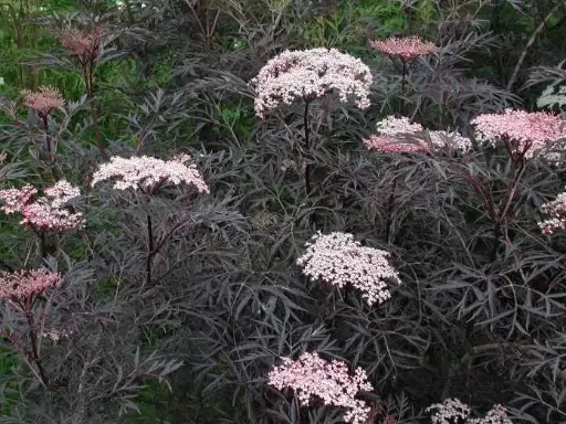 [106390] Sambucus nigra Black Lace Pot C6Litres