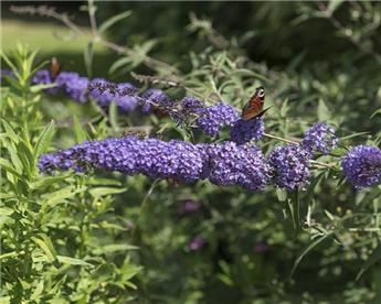 [144718] Buddleja davidii Buzz Sky Blue ® Pot C3Litres