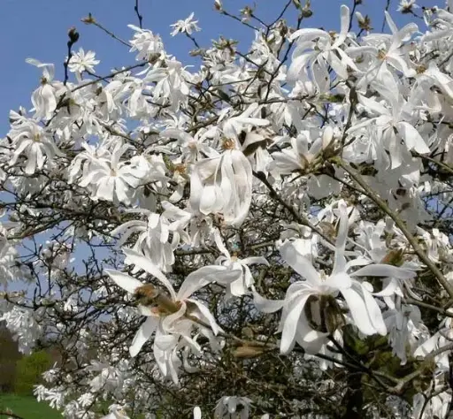 [144778] Magnolia stellata Royal Star 125 150 cm Pot C25Litres