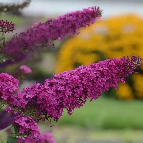 [102135] Buddleja davidii Nanho Purple C3