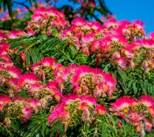 [143689] Albizia julibrisin Rouge de Tuillière 125 150 Pot C10Litres