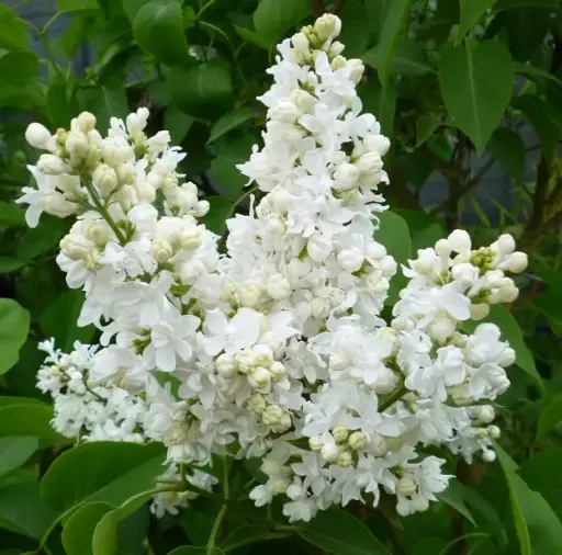[144531] Syringa vulgaris Jeanne d´Arc 100 125 cm Pot P29cm **RARE** Plante forte bien ramifiée