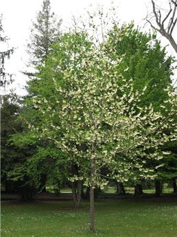 [122004] Halesia carolina c70 200