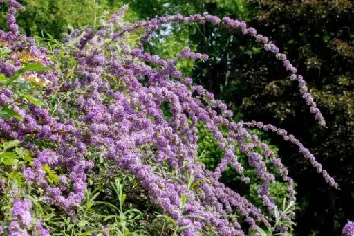 [129180] Buddleja alternifolia Pot C3L