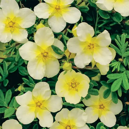 [115517] Potentilla fruticosa Limelight Pot C3.6Litres